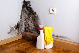 Best Environmental Consulting for Mold Prevention in Laguna Heights, TX